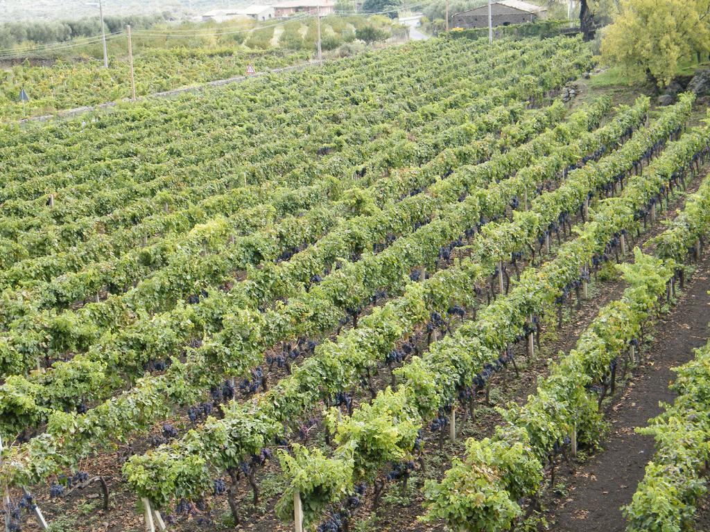 Etna Wine Azienda Agrituristica Passopisciaro Extérieur photo