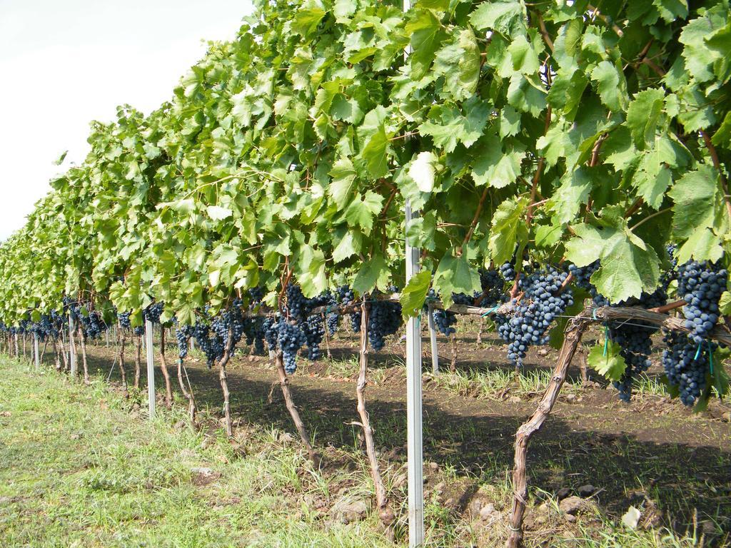 Etna Wine Azienda Agrituristica Passopisciaro Extérieur photo